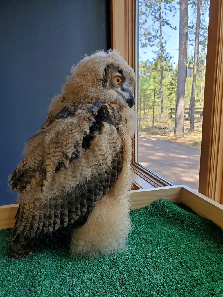 Bird Spotlight: Central Oregon's Eagles – Sunriver Nature Center &  Observatory