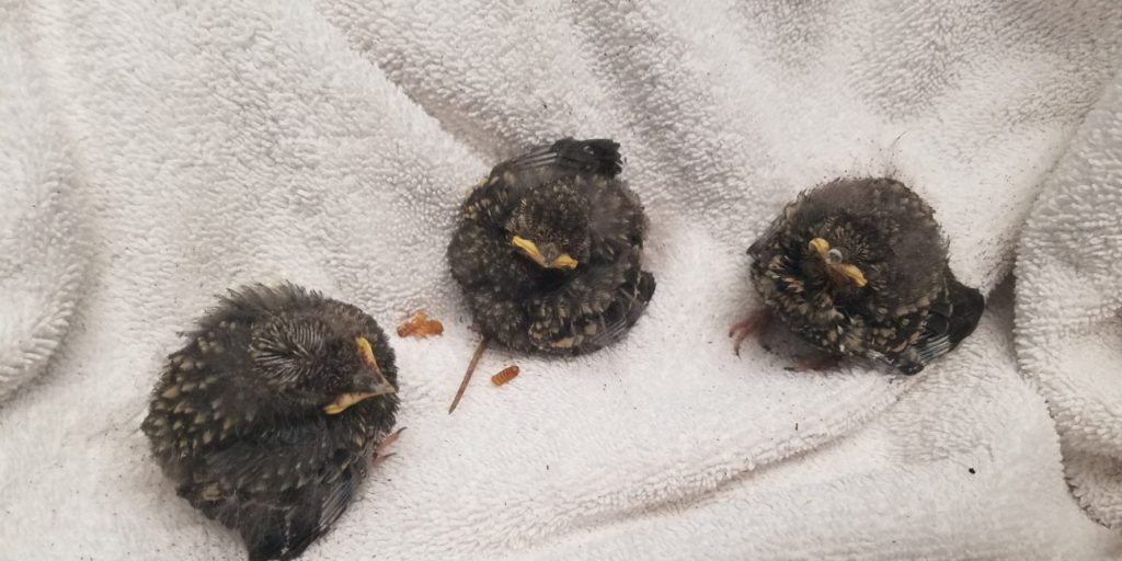 You've Found a Baby Bird - Now What?
