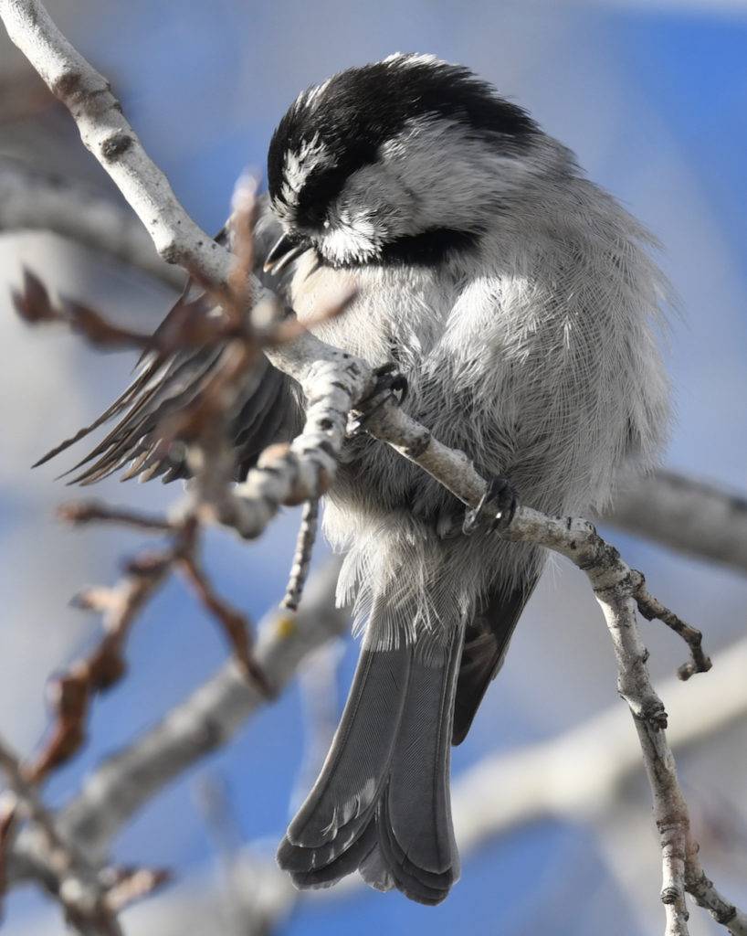 Bird Spotlight: Mountain Chickadee – Sunriver Nature Center & Observatory