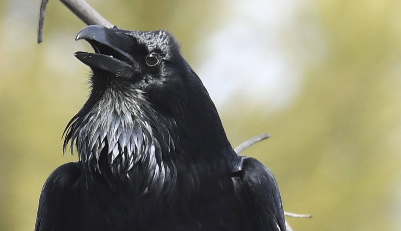 evil raven bird