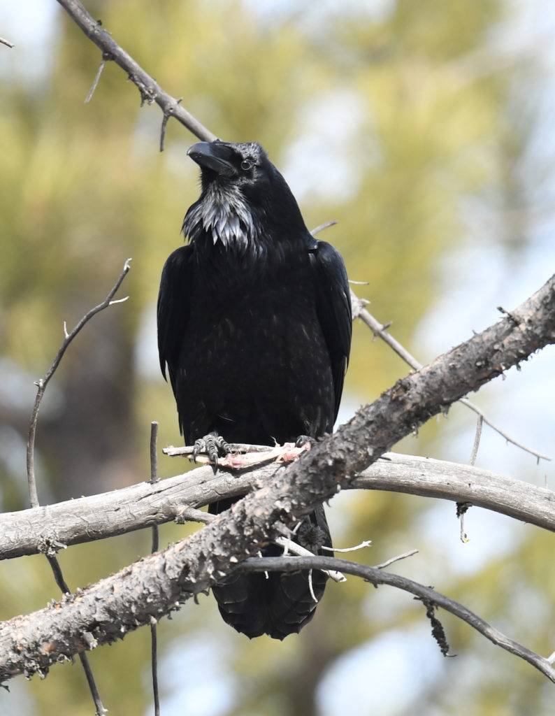 Bird Spotlight: Common Raven – Sunriver Nature Center & Observatory