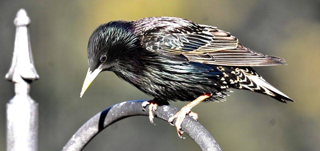 Bird Spotlight: European Starling