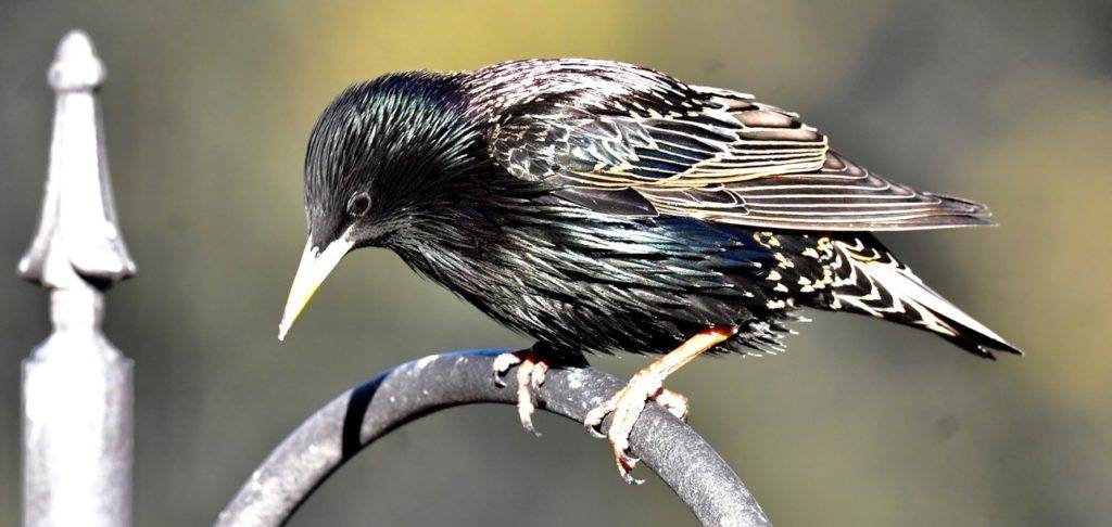 Species Spotlight: American Robin