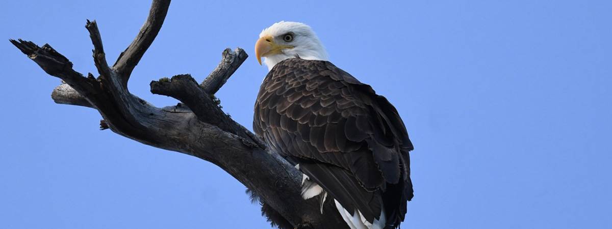 Bird Spotlight: Central Oregon's Eagles – Sunriver Nature Center &  Observatory