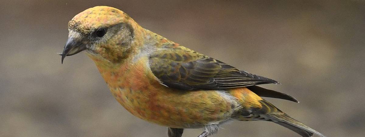 genopfyldning Hylde mosaik Bird Spotlight: Red Crossbill – Sunriver Nature Center & Observatory