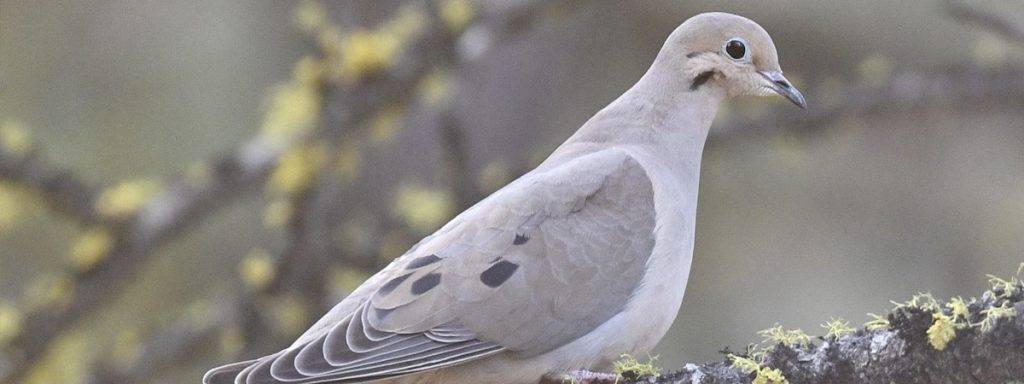 Bird Spotlight: Mourning Dove