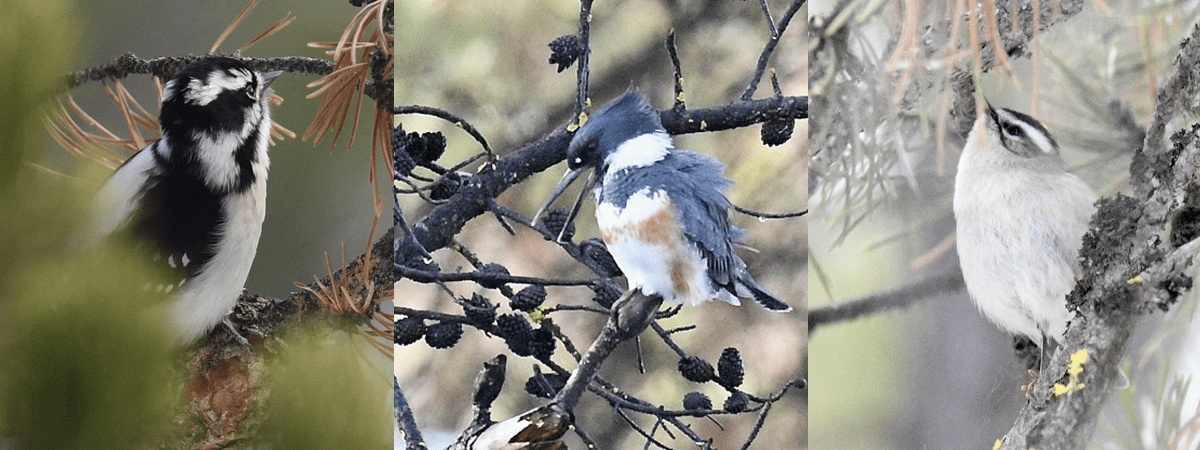 Western Scrub Jays Appear to Mourn Dead Comrades - The New York Times