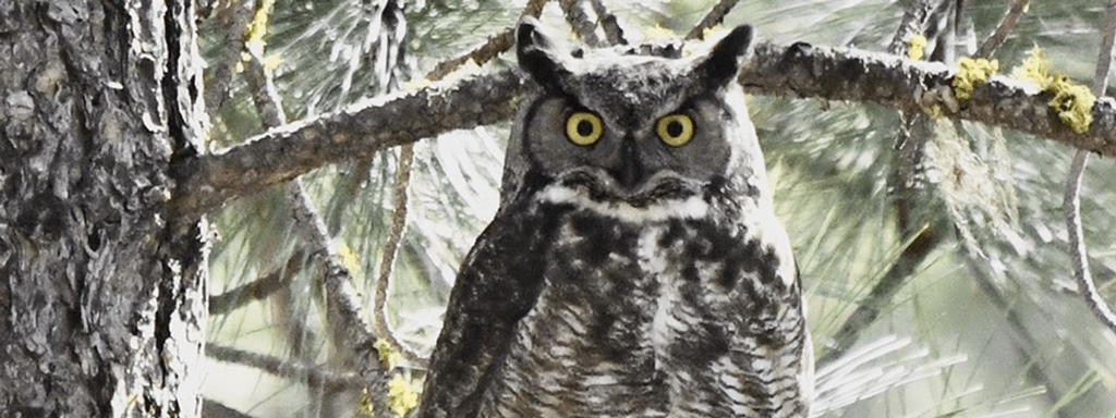 Bird Spotlight: Great Horned Owl