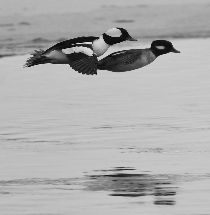 Goldeneye, Diving Duck, Wintering & Migration