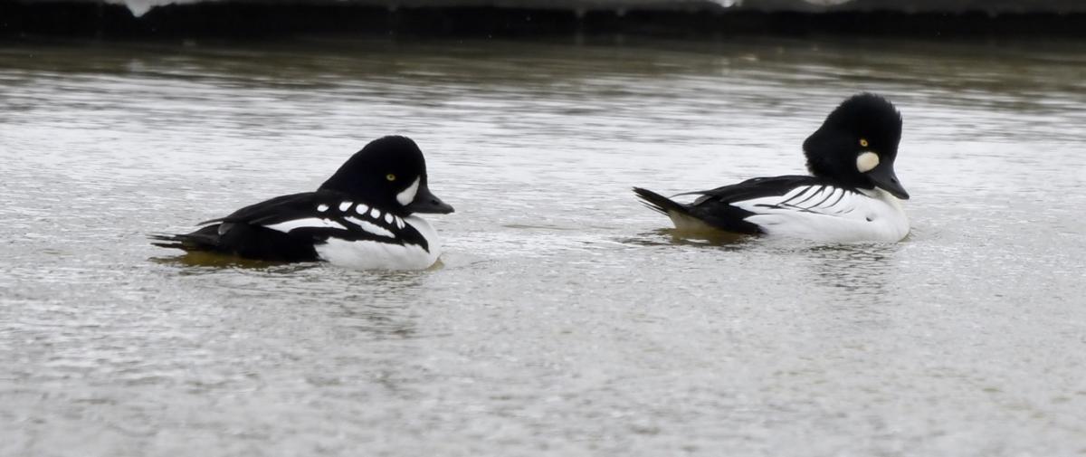 Barrow's Goldeneye - eBird