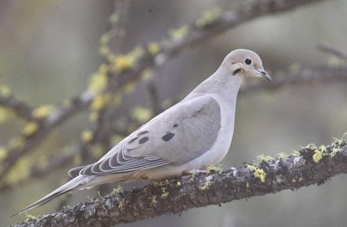 Mourning Dove in Sunriver area forest