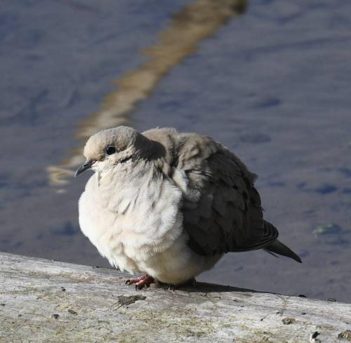 Mourning Dove in Sunriver