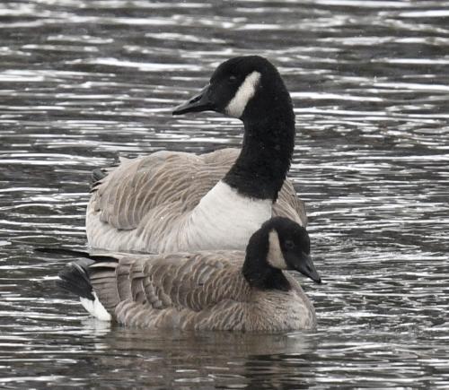 Cackling-Goose-near-Canada-Goose-for-size-comparison