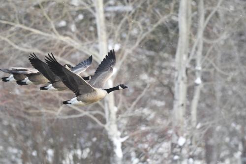 Canada-Geese-Flying