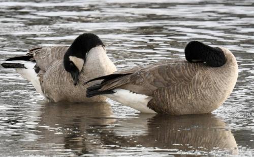 Canada-geese-on-Deschutes-near-Sunriver1