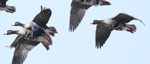 Greater-White-fronted-geese-flying-over-Sunriver