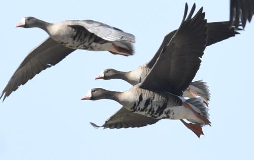 Greater-White-fronted-geese-flying-over-Sunriver1