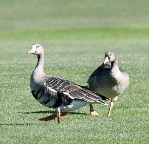 Greater-White-fronted-geese-on-Sunriver-golf-course