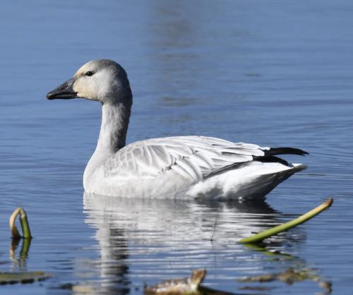 Immature-Snow-Goose-by-Resort