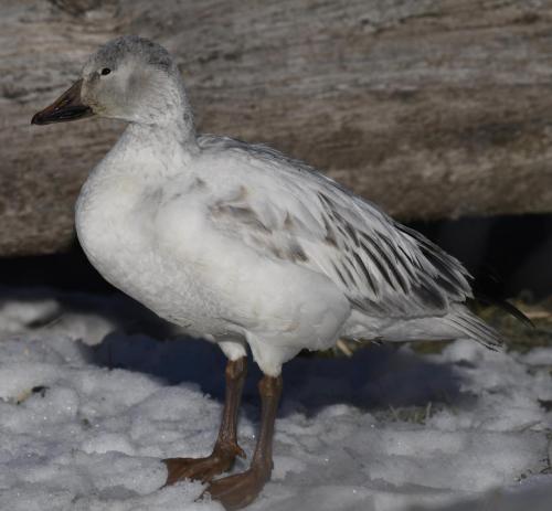 Immature-Snow-Goose-near-Nature-Center-in-February-2022