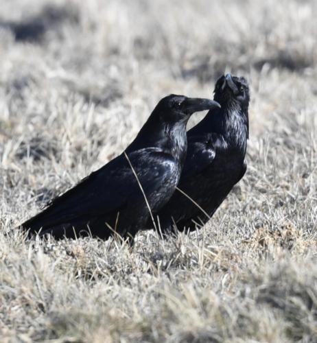 Raven-couple-by-the-airpot-2 Bird