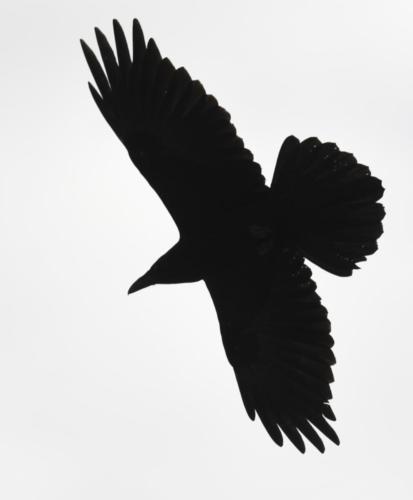 Raven-flight-shape