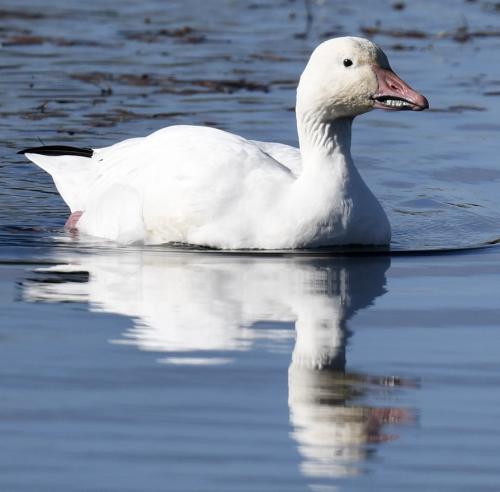Snow-Goose-on-pond-by-Resort