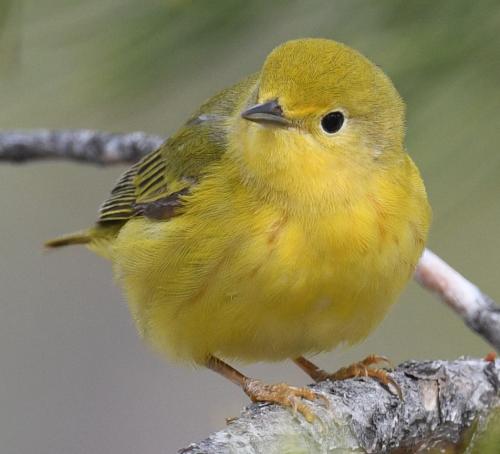 Yellow-Warbler-in-Sunriver-1