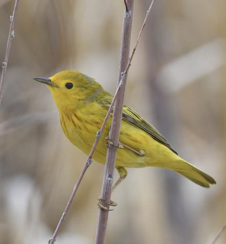 Yellow-Warbler-male